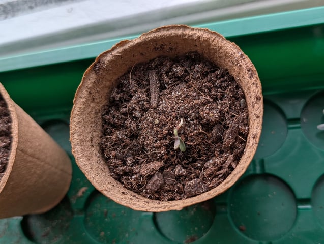My First Grow 🪴 April '26 — seedling_rooting, day 12