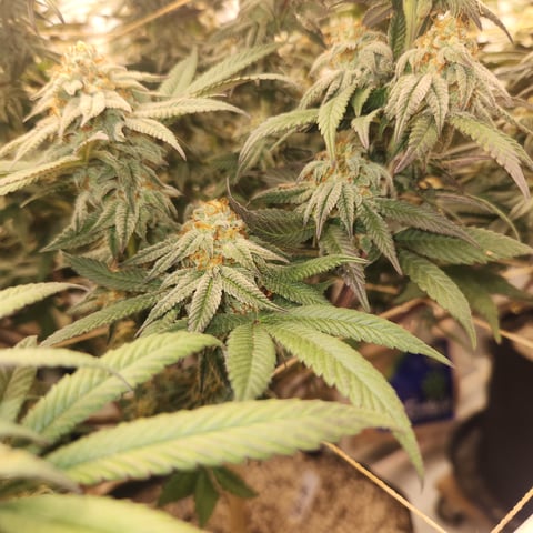 true genetics  — flower, day 38