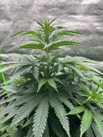 My First Four — flower, day 54