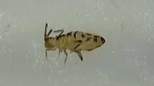 First grow — flower, day 50