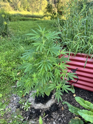 Banjo (Adam’s Plant) — flower, day 49