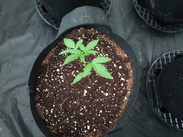 Strawberry Gorilla Auto  — grow_setup, day 1