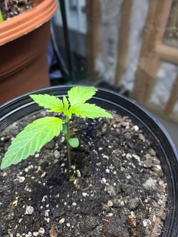 cherry pie  — seedling_rooting, day 7