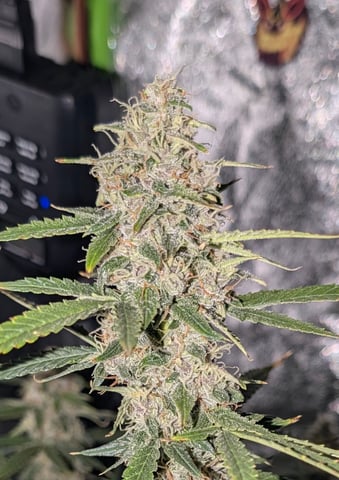 Strawberry Cheesecake Seedsman Seeds Autoflowers x2 — flower, day 73