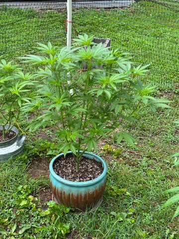 2026 Outdoor — vegetative, day 68