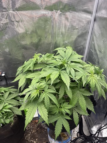 Batch #3 — vegetative, day 14