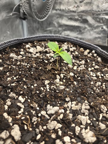 StrawZ (autoflower) — seedling_rooting, day 8