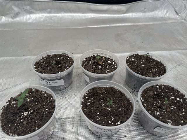 PBB and SN — seedling_rooting, day 11