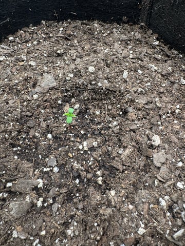 Gelato Auto — seedling_rooting, day 7
