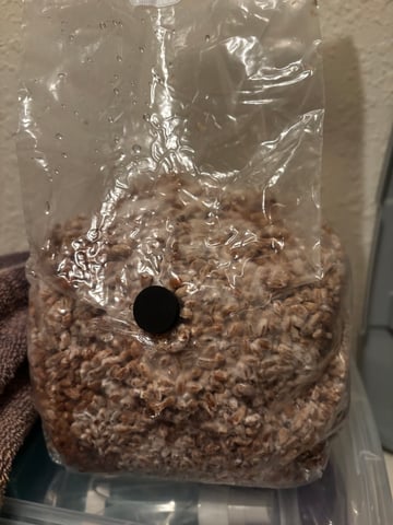 second 🍄‍🟫 grow — seedling_rooting, day 12