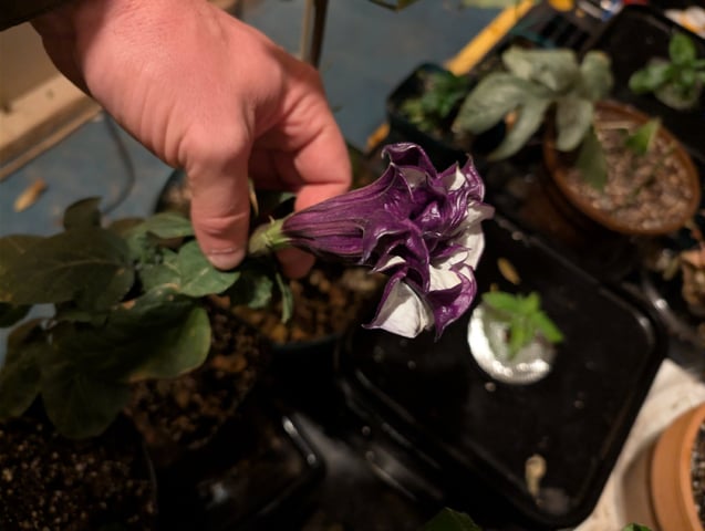 See what grows — vegetative, day 333