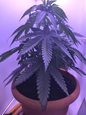 unknown strain 1st grow — vegetative, day 30