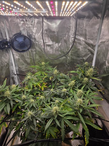 Experiment Time — flower, day 60
