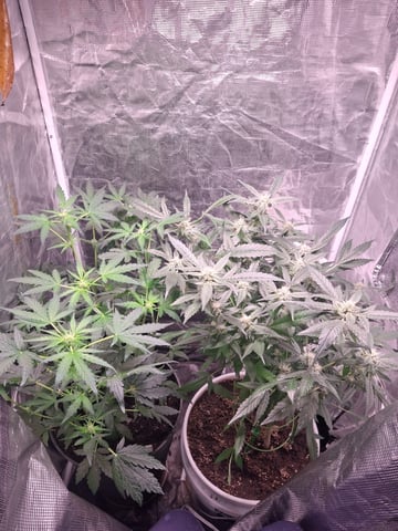 lil babies  — flower, day 24