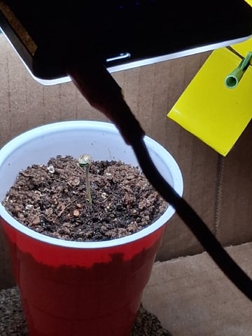 My First Grow — vegetative, day 57