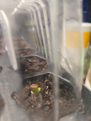 greenhouse — germination, day 1