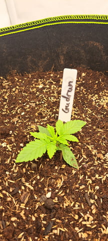 First Grow with the new setup  — vegetative, day 17