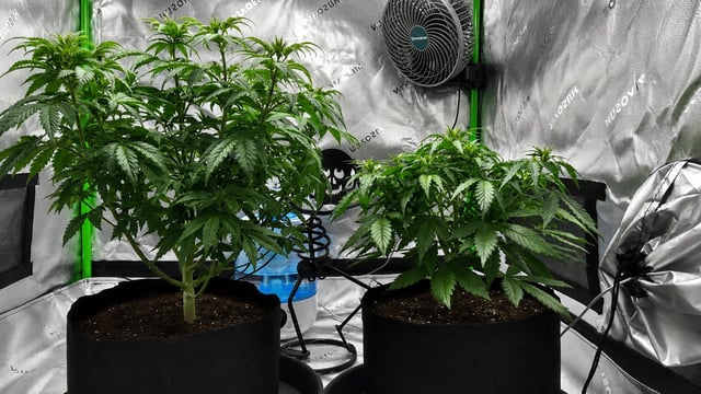 Bubba KUSH
