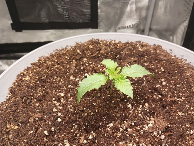 Gorilla Sherbert Feminized From Blimburn Seeds  — seedling_rooting, day 12