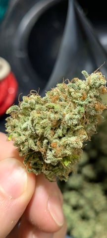 1st grow continued  — flower, day 69