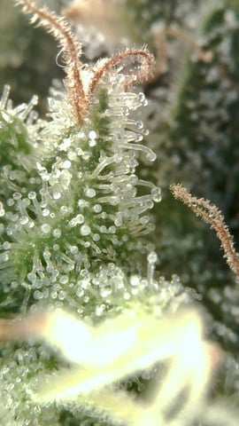 grow 3 — flower, day 58