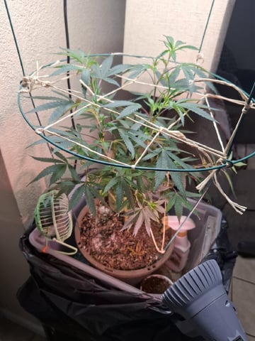 Sub Zero#12 Photoperiod Grow