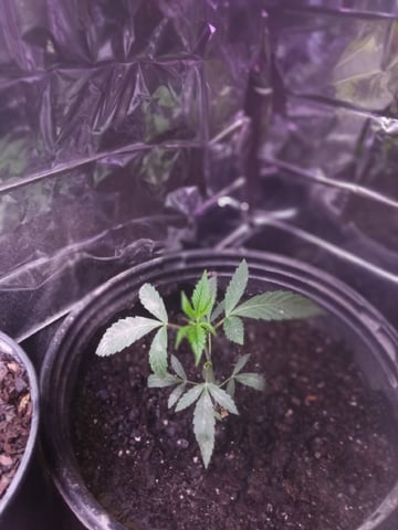 Queen Royal Autoflower  — vegetative, day 58