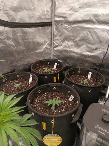 Gurilla Glue #4 × Samsquatch autos — seedling_rooting, day 16
