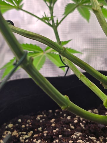 Northern lights #10 (Alaska) — flower, day 35