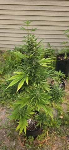 Watermelon Auto — flower, day 78