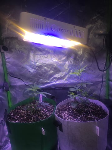 FIRST GROW — vegetative, day 12