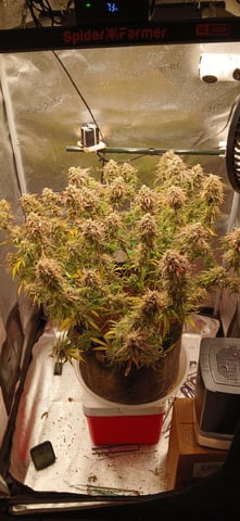 newest ggs setup grow — flower, day 87