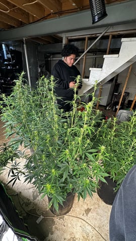 Gorilla Cookies Auto (42 FastBuds)