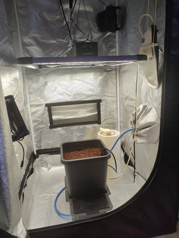 Fast Buds Gorilla Z auto — germination, day 6