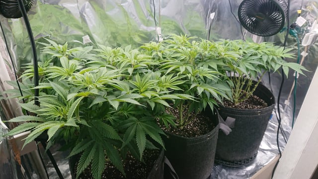 Closet grow  — vegetative, day 29