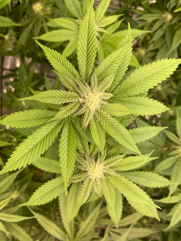 Run 3 — flower, day 20