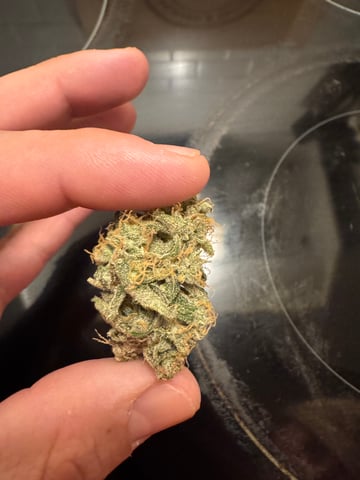 wedding cake auto FIRST GROW! — harvest, day 83