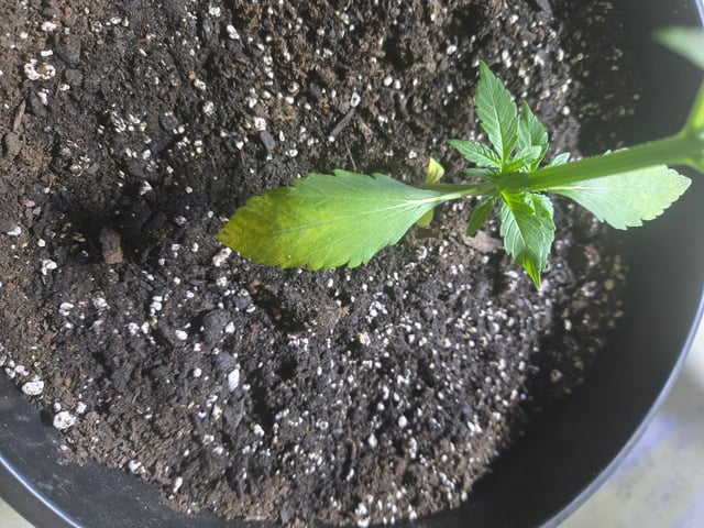 cherry pie  — vegetative, day 18