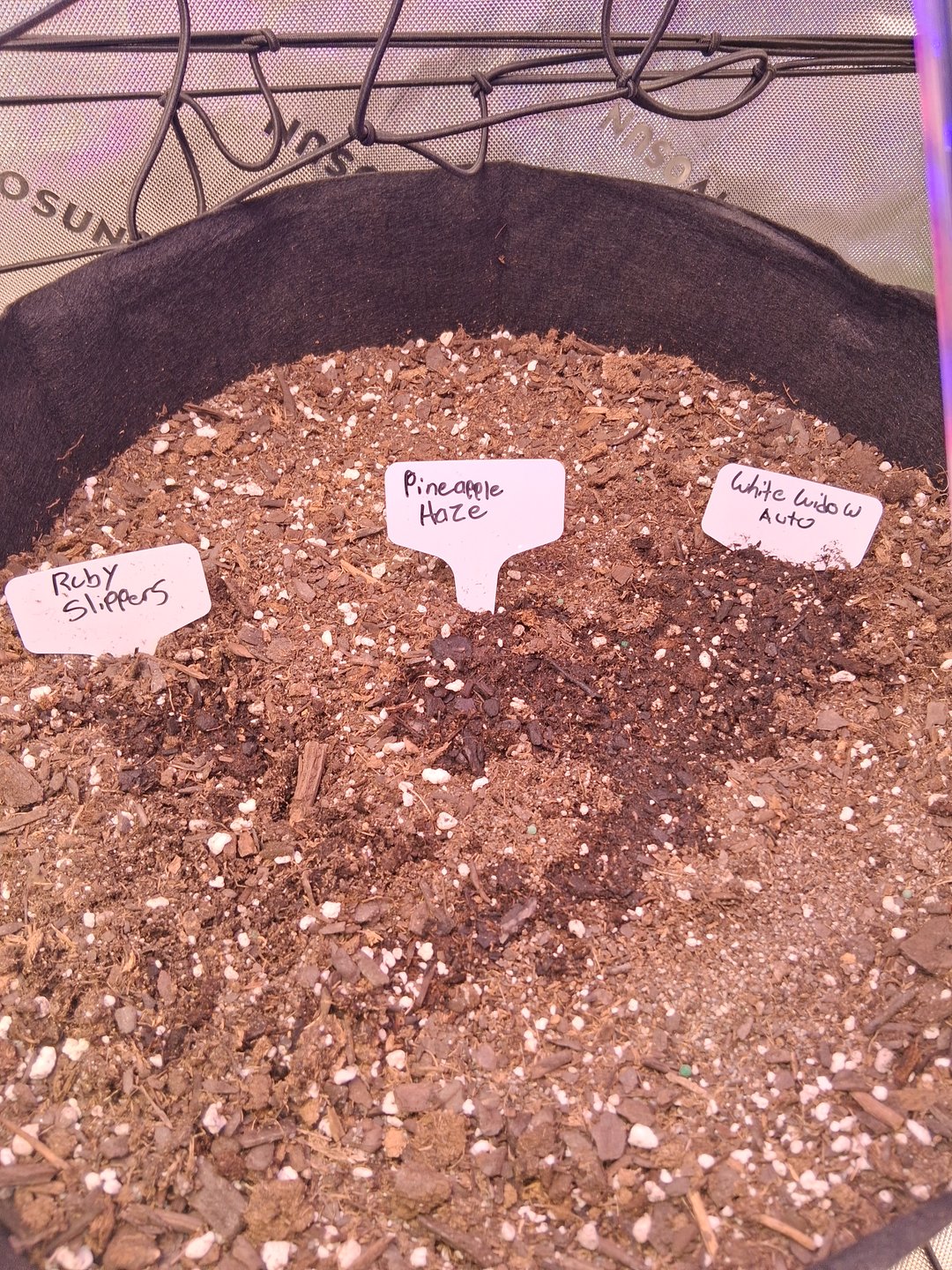 Whoever Wins First Stay In The 10 Gallon