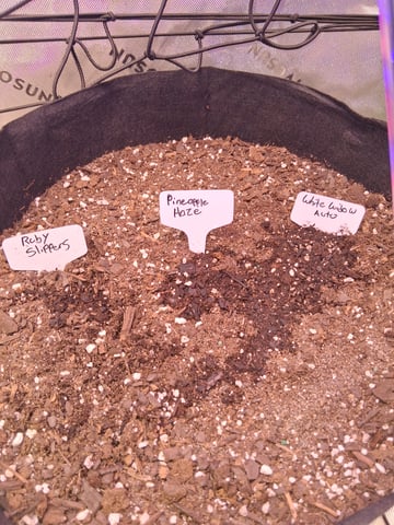 Whoever Wins First Stay In The 10 Gallon — grow_setup, day 1