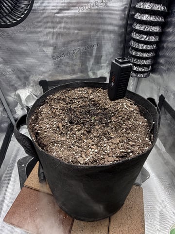 Gorilla Cookies 2nd Try — seedling_rooting, day 7