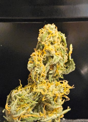 gary poppins — flower, day 93