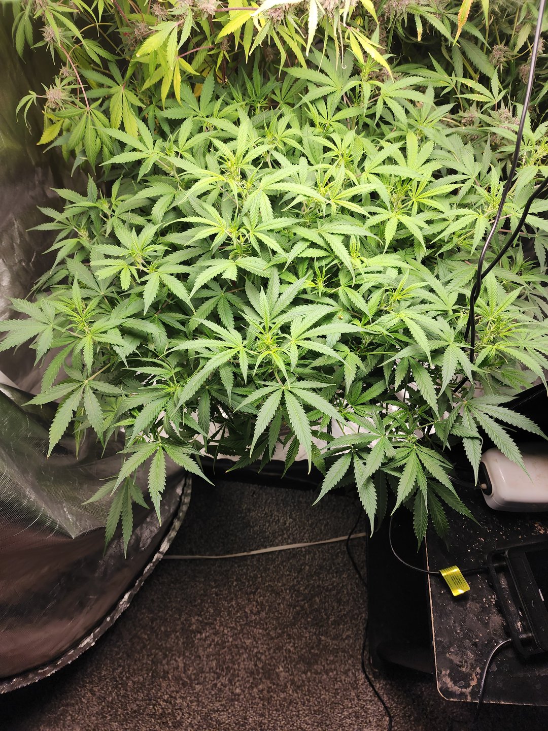 White Widow Auto Flower 