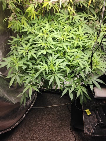 White Widow Auto Flower 