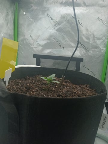 Critical Purple Kush — vegetative, day 22