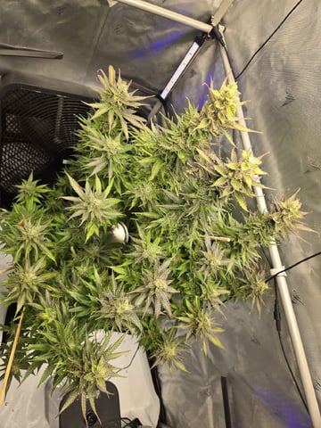 First Indoor Grow — flower, day 120