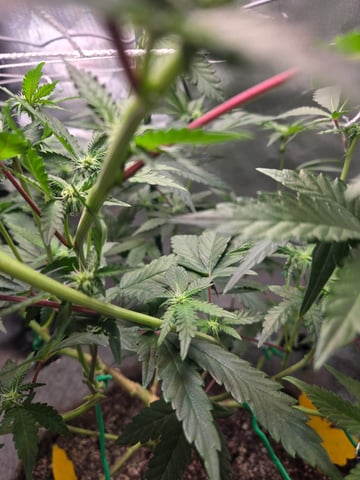 Looking for advice! — flower, day 61