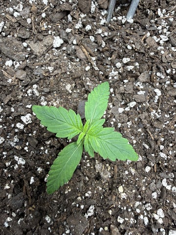 Gorilla Cookies 2nd Try — seedling_rooting, day 17