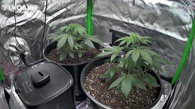 white Widow  — vegetative, day 1