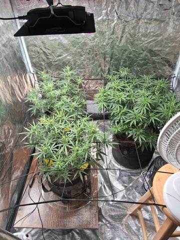 Seedman mix auto & seedman mix auto & GodFather OG — auto, day 60